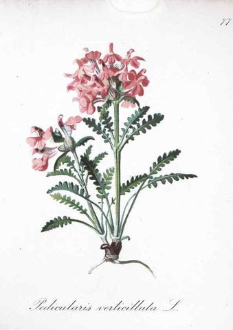 Reproducción/Reproduction 7216023226: Die Alpenpflanzen nach der Natur gemalt /. Prag :F. Tempsky,1879-1884.