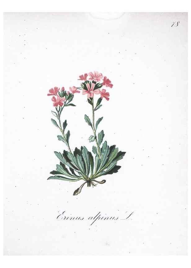 Reproducción/Reproduction 7216024986: Die Alpenpflanzen nach der Natur gemalt /. Prag :F. Tempsky,1879-1884.