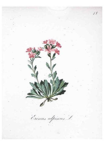 Reproducción/Reproduction 7216024986: Die Alpenpflanzen nach der Natur gemalt /. Prag :F. Tempsky,1879-1884.