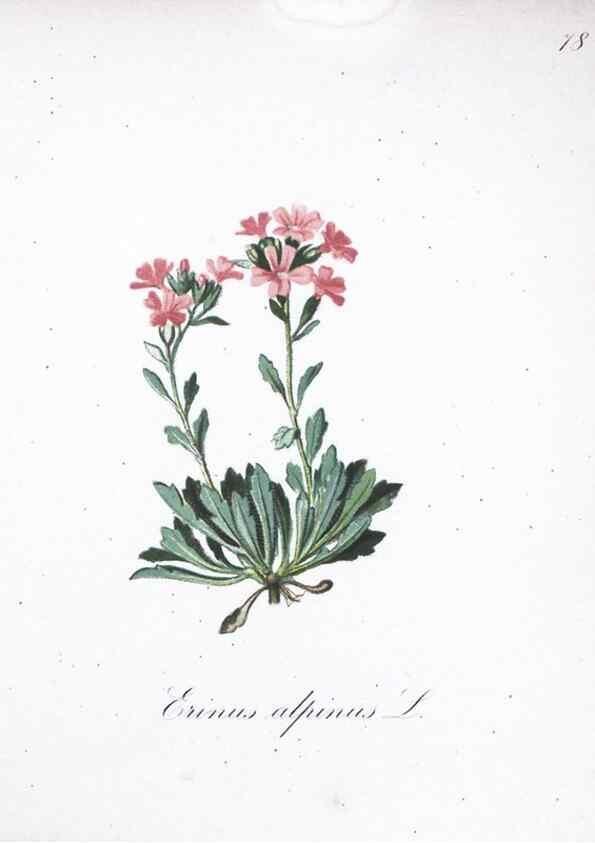 Reproducción/Reproduction 7216024986: Die Alpenpflanzen nach der Natur gemalt /. Prag :F. Tempsky,1879-1884.
