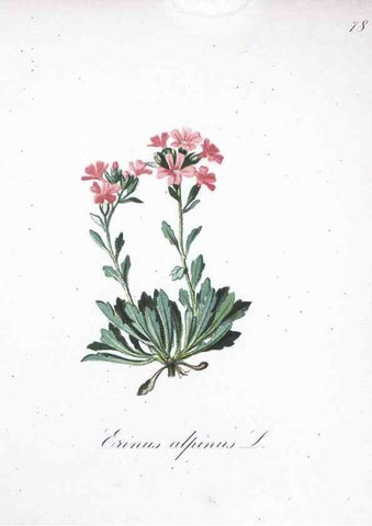 Reproducción/Reproduction 7216024986: Die Alpenpflanzen nach der Natur gemalt /. Prag :F. Tempsky,1879-1884.