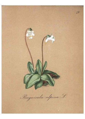Reproducción/Reproduction 7216026750: Die Alpenpflanzen nach der Natur gemalt /. Prag :F. Tempsky,1879-1884.