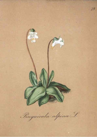 Reproducción/Reproduction 7216026750: Die Alpenpflanzen nach der Natur gemalt /. Prag :F. Tempsky,1879-1884.