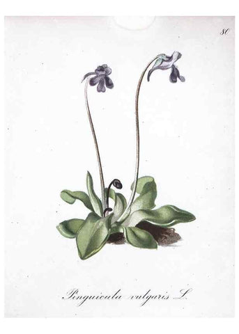 Reproducción/Reproduction 7216028164: Die Alpenpflanzen nach der Natur gemalt /. Prag :F. Tempsky,1879-1884.