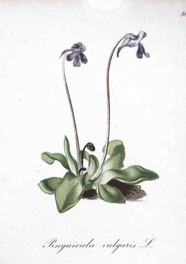 Reproducción/Reproduction 7216028164: Die Alpenpflanzen nach der Natur gemalt /. Prag :F. Tempsky,1879-1884.
