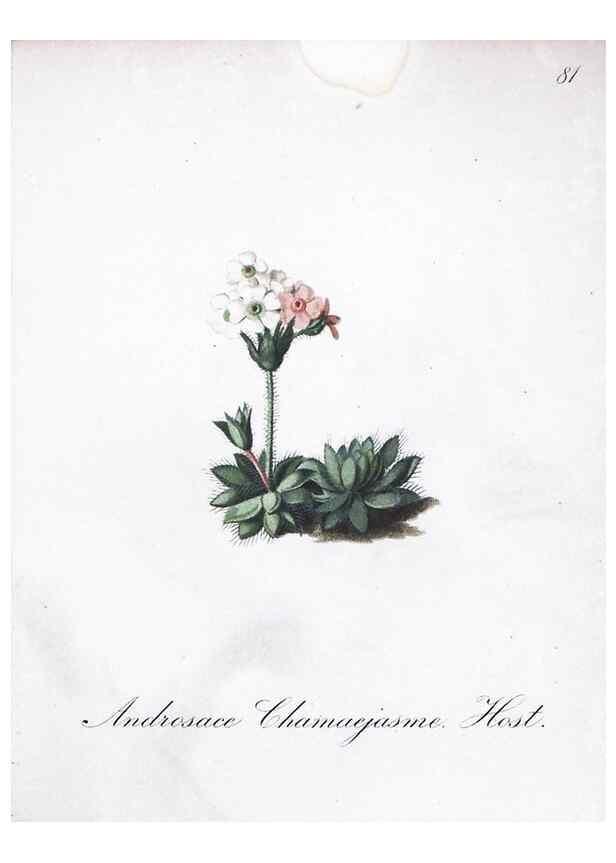 Reproducción/Reproduction 7216029348: Die Alpenpflanzen nach der Natur gemalt /. Prag :F. Tempsky,1879-1884.