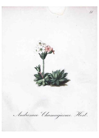 Reproducción/Reproduction 7216029348: Die Alpenpflanzen nach der Natur gemalt /. Prag :F. Tempsky,1879-1884.