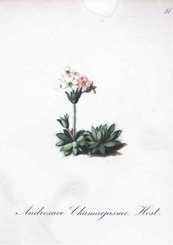 Reproducción/Reproduction 7216029348: Die Alpenpflanzen nach der Natur gemalt /. Prag :F. Tempsky,1879-1884.