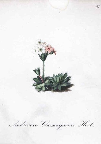 Reproducción/Reproduction 7216029348: Die Alpenpflanzen nach der Natur gemalt /. Prag :F. Tempsky,1879-1884.