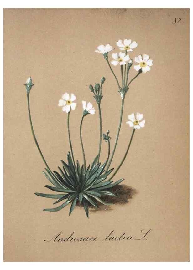 Reproducción/Reproduction 7216030754: Die Alpenpflanzen nach der Natur gemalt /. Prag :F. Tempsky,1879-1884.