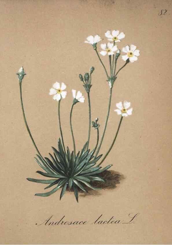 Reproducción/Reproduction 7216030754: Die Alpenpflanzen nach der Natur gemalt /. Prag :F. Tempsky,1879-1884.