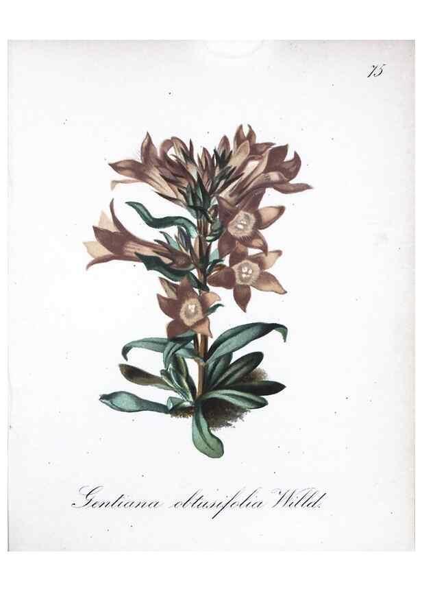 Reproducción/Reproduction 7216020170: Die Alpenpflanzen nach der Natur gemalt /. Prag :F. Tempsky,1879-1884.