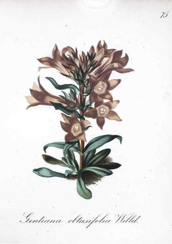 Reproducción/Reproduction 7216020170: Die Alpenpflanzen nach der Natur gemalt /. Prag :F. Tempsky,1879-1884.