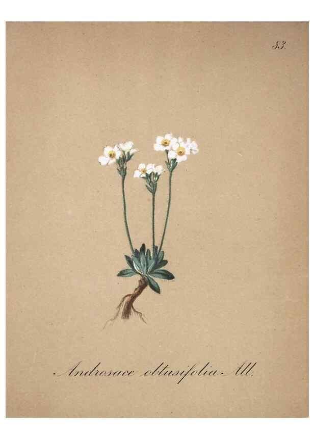 Reproducción/Reproduction 7216031690: Die Alpenpflanzen nach der Natur gemalt /. Prag :F. Tempsky,1879-1884.
