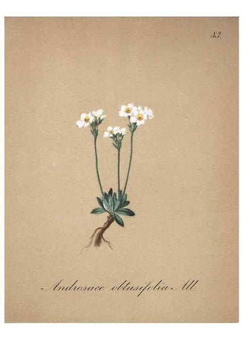 Reproducción/Reproduction 7216031690: Die Alpenpflanzen nach der Natur gemalt /. Prag :F. Tempsky,1879-1884.