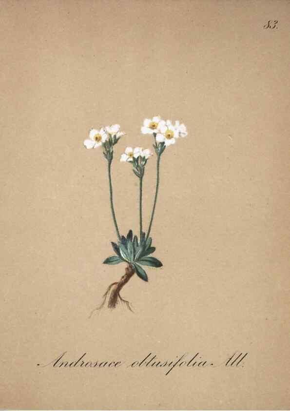 Reproducción/Reproduction 7216031690: Die Alpenpflanzen nach der Natur gemalt /. Prag :F. Tempsky,1879-1884.
