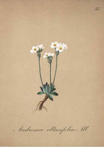 Reproducción/Reproduction 7216031690: Die Alpenpflanzen nach der Natur gemalt /. Prag :F. Tempsky,1879-1884.