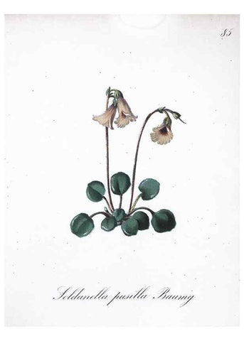 Reproducción/Reproduction 7216033484: Die Alpenpflanzen nach der Natur gemalt /. Prag :F. Tempsky,1879-1884.