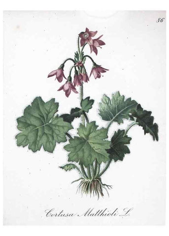 Reproducción/Reproduction 7216034860: Die Alpenpflanzen nach der Natur gemalt /. Prag :F. Tempsky,1879-1884.