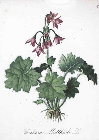 Reproducción/Reproduction 7216034860: Die Alpenpflanzen nach der Natur gemalt /. Prag :F. Tempsky,1879-1884.
