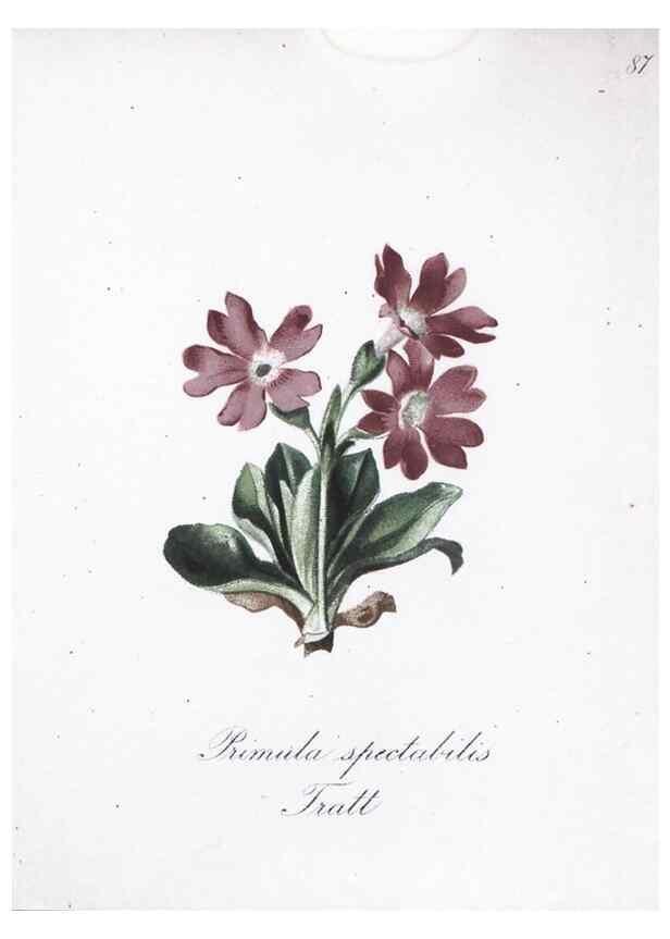 Reproducción/Reproduction 7216035868: Die Alpenpflanzen nach der Natur gemalt /. Prag :F. Tempsky,1879-1884.