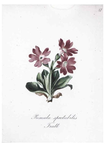 Reproducción/Reproduction 7216035868: Die Alpenpflanzen nach der Natur gemalt /. Prag :F. Tempsky,1879-1884.