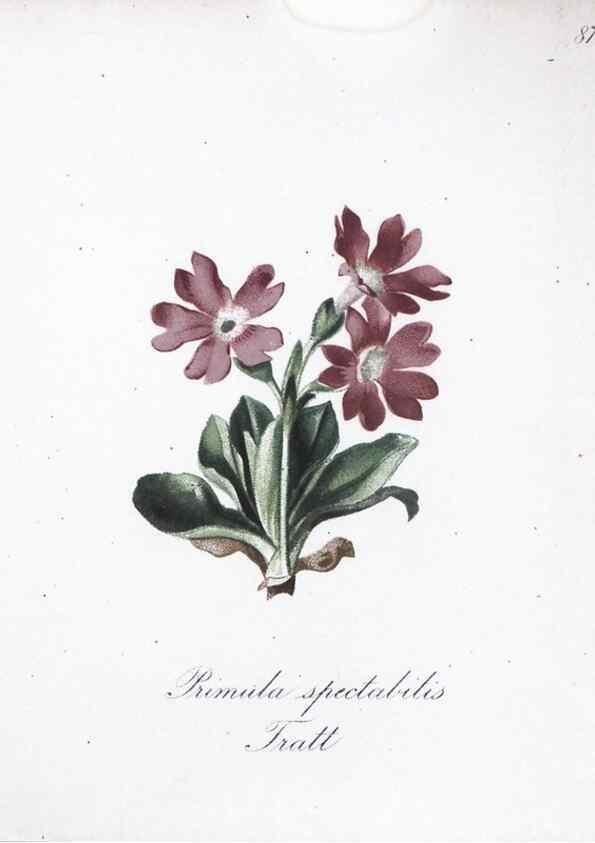 Reproducción/Reproduction 7216035868: Die Alpenpflanzen nach der Natur gemalt /. Prag :F. Tempsky,1879-1884.