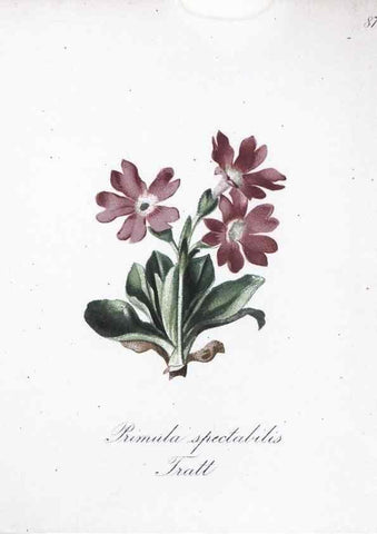 Reproducción/Reproduction 7216035868: Die Alpenpflanzen nach der Natur gemalt /. Prag :F. Tempsky,1879-1884.