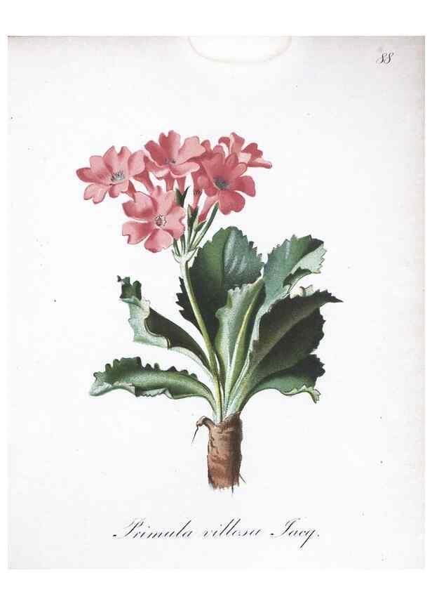 Reproducción/Reproduction 7216036968: Die Alpenpflanzen nach der Natur gemalt /. Prag :F. Tempsky,1879-1884.