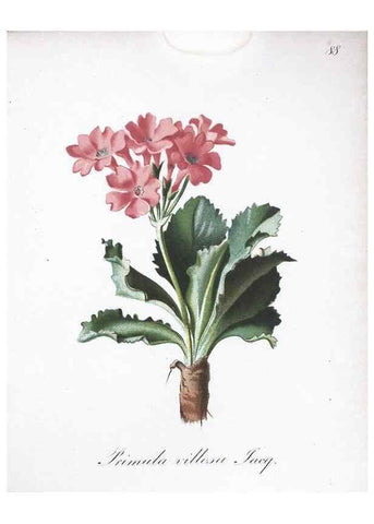 Reproducción/Reproduction 7216036968: Die Alpenpflanzen nach der Natur gemalt /. Prag :F. Tempsky,1879-1884.