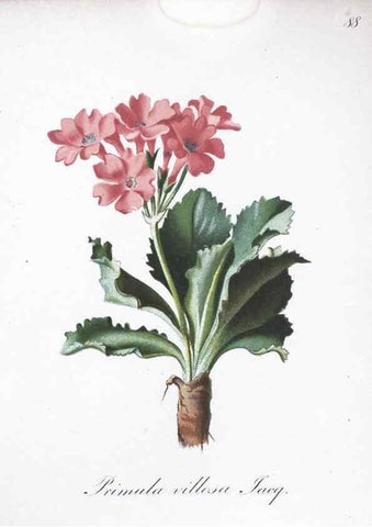 Reproducción/Reproduction 7216036968: Die Alpenpflanzen nach der Natur gemalt /. Prag :F. Tempsky,1879-1884.