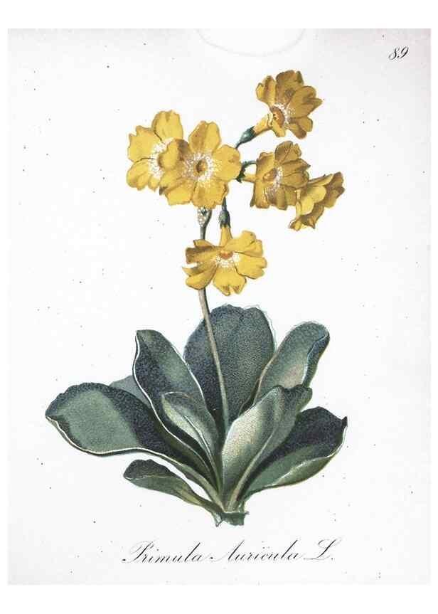 Reproducción/Reproduction 7216038352: Die Alpenpflanzen nach der Natur gemalt /. Prag :F. Tempsky,1879-1884.