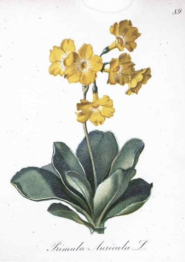 Reproducción/Reproduction 7216038352: Die Alpenpflanzen nach der Natur gemalt /. Prag :F. Tempsky,1879-1884.