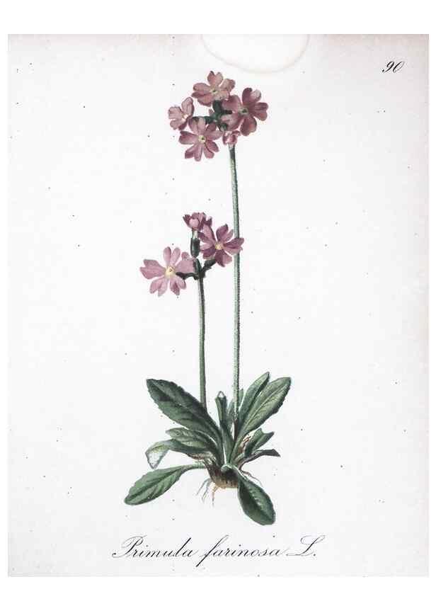 Reproducción/Reproduction 7216039604: Die Alpenpflanzen nach der Natur gemalt /. Prag :F. Tempsky,1879-1884.