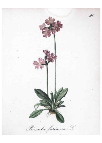 Reproducción/Reproduction 7216039604: Die Alpenpflanzen nach der Natur gemalt /. Prag :F. Tempsky,1879-1884.