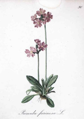 Reproducción/Reproduction 7216039604: Die Alpenpflanzen nach der Natur gemalt /. Prag :F. Tempsky,1879-1884.