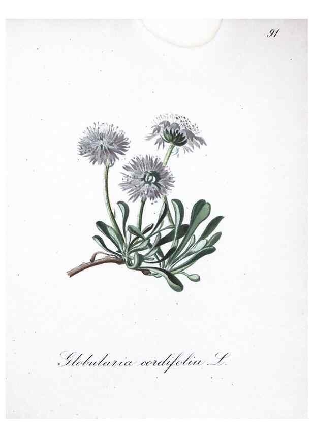 Reproducción/Reproduction 7216040970: Die Alpenpflanzen nach der Natur gemalt /. Prag :F. Tempsky,1879-1884.
