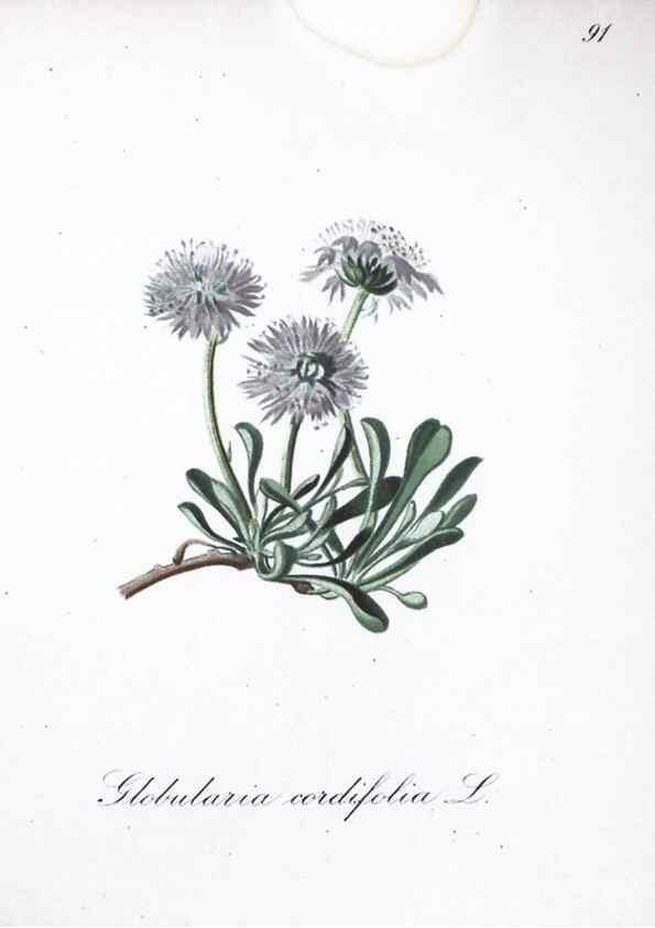 Reproducción/Reproduction 7216040970: Die Alpenpflanzen nach der Natur gemalt /. Prag :F. Tempsky,1879-1884.