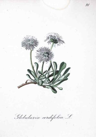 Reproducción/Reproduction 7216040970: Die Alpenpflanzen nach der Natur gemalt /. Prag :F. Tempsky,1879-1884.