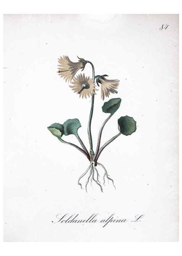 Reproducción/Reproduction 7216032592: Die Alpenpflanzen nach der Natur gemalt /. Prag :F. Tempsky,1879-1884.