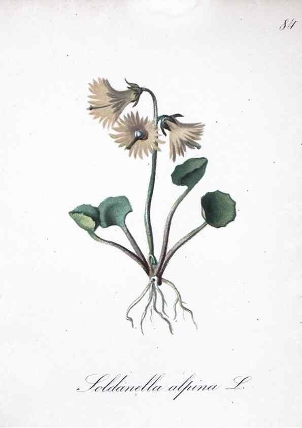 Reproducción/Reproduction 7216032592: Die Alpenpflanzen nach der Natur gemalt /. Prag :F. Tempsky,1879-1884.