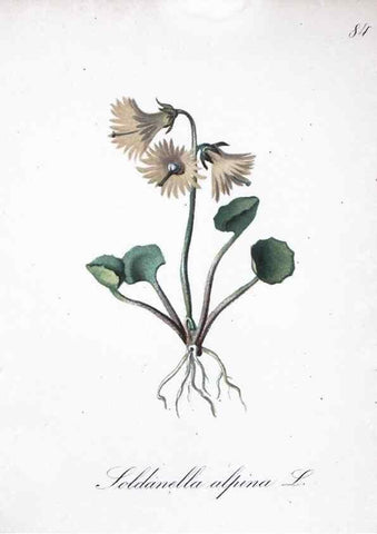 Reproducción/Reproduction 7216032592: Die Alpenpflanzen nach der Natur gemalt /. Prag :F. Tempsky,1879-1884.
