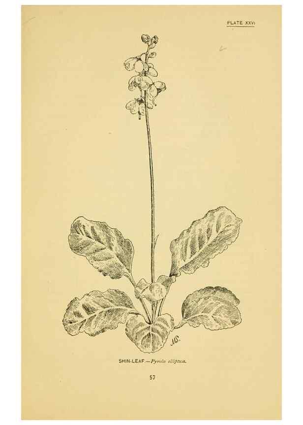 Reproducción/Reproduction 7248317136: How to know the wild flowers :. New York :Scribner's,1893.