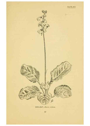 Reproducción/Reproduction 7248317136: How to know the wild flowers :. New York :Scribner's,1893.