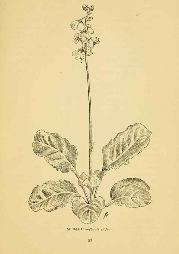 Reproducción/Reproduction 7248317136: How to know the wild flowers :. New York :Scribner's,1893.