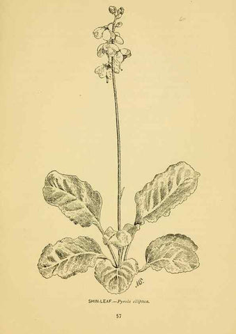 Reproducción/Reproduction 7248317136: How to know the wild flowers :. New York :Scribner's,1893.