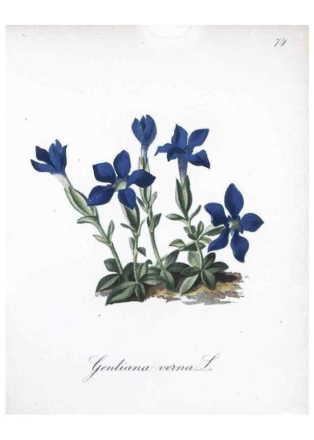 Reproducción/Reproduction 7216018780: Die Alpenpflanzen nach der Natur gemalt /. Prag :F. Tempsky,1879-1884.