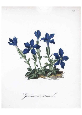 Reproducción/Reproduction 7216018780: Die Alpenpflanzen nach der Natur gemalt /. Prag :F. Tempsky,1879-1884.