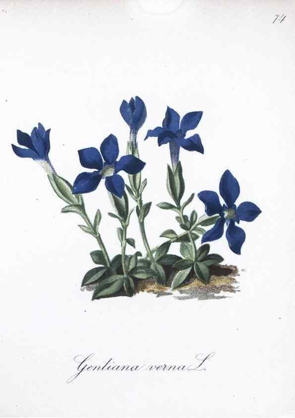 Reproducción/Reproduction 7216018780: Die Alpenpflanzen nach der Natur gemalt /. Prag :F. Tempsky,1879-1884.