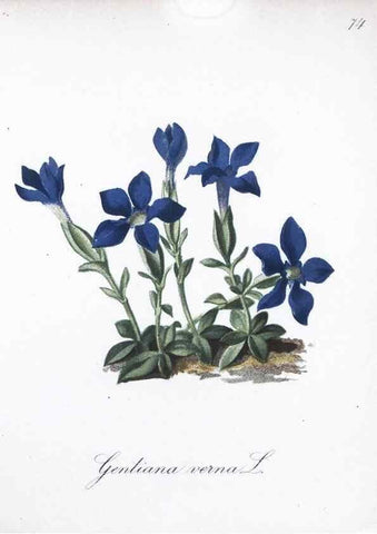 Reproducción/Reproduction 7216018780: Die Alpenpflanzen nach der Natur gemalt /. Prag :F. Tempsky,1879-1884.